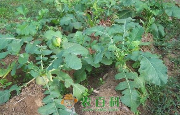 秋季心里美萝卜种植技术