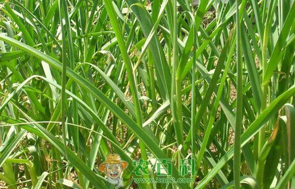 冬春季节大棚蒜苗种植方法