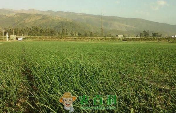 洋葱紫斑病如何防治