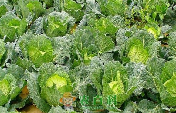 卷心菜 抱子甘兰像迷你卷心菜