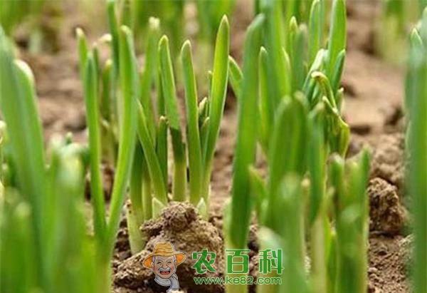 韭菜种植应注意事项 土客网网 韭菜种植应注意事项
