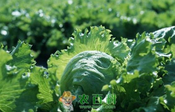 卷心菜秋季育苗技术