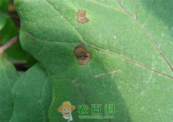 温室茄子褐纹病的防治方法 土客网网 温室茄子褐纹病的防治方法