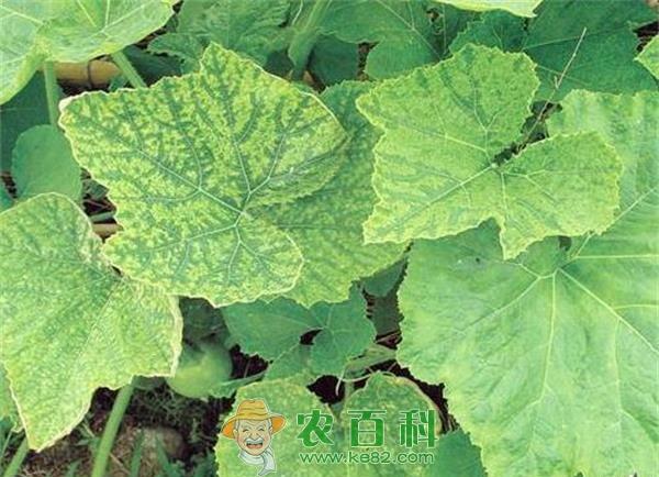 南瓜花叶病防治 土客网网 南瓜花叶病防治