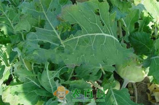 麦德龙雁塔商场散装甘蓝杀虫剂超标