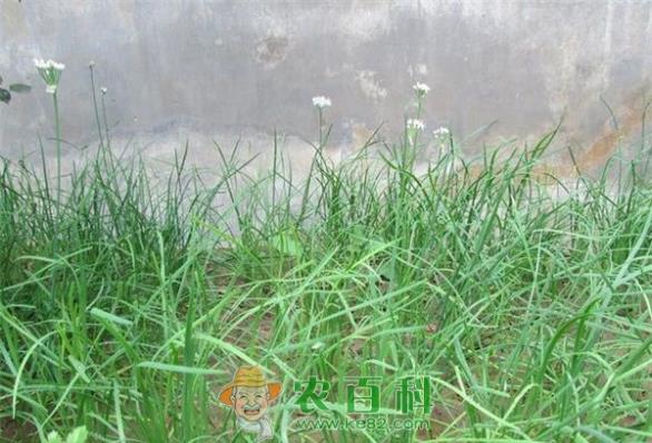 “艺术韭菜”俏销京津冀