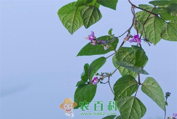 种植矮芸豆立秋正适时