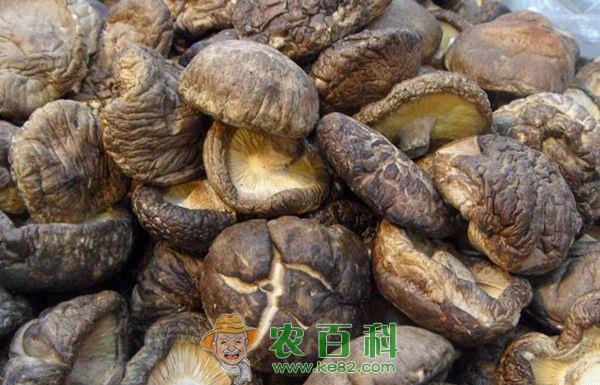 香菇脱水干制六注意