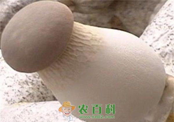 杏鲍菇 杏鲍菇病虫害的无公害防治
