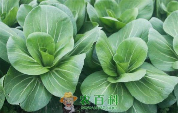 小白菜快速栽培技巧