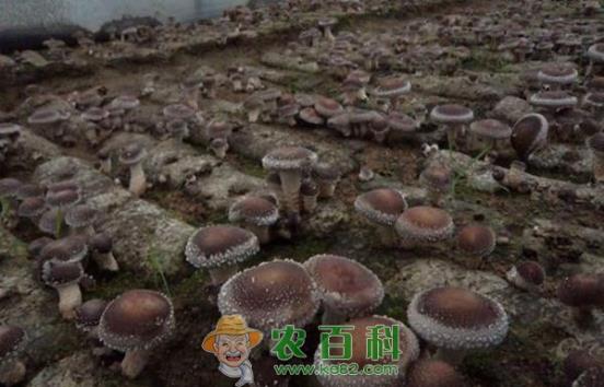 香菜 邓州:40名庄稼汉“恋”上香菇外地取经