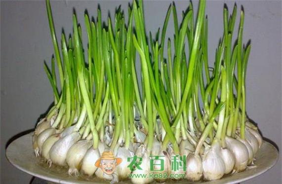 蒜苗 蒜苗选种与播种