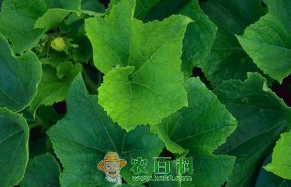 “叶用”南瓜栽培要点 “叶用”南瓜栽培要点