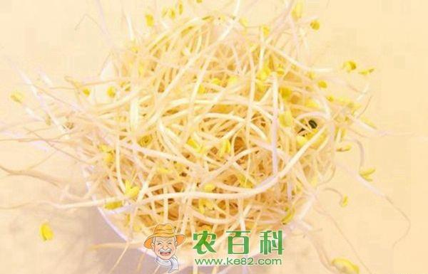 豆芽 小作坊日产1200斤无须豆芽