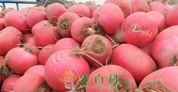 心里美 心里美萝卜黑腐病及防治措施