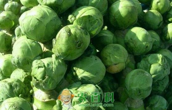 卷心菜贮藏的注意要点