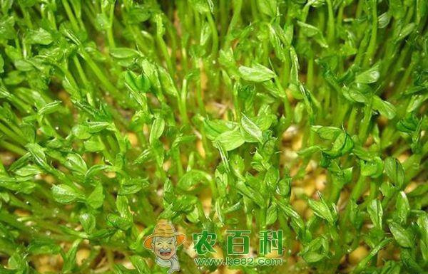 豆芽 无公害豆芽基地下月投产