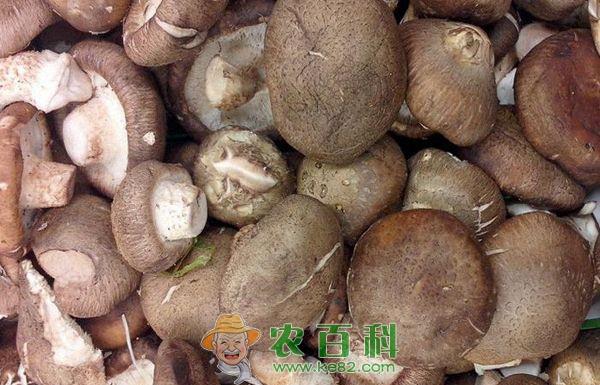 香菇 永平香菇变身致富新“引擎”