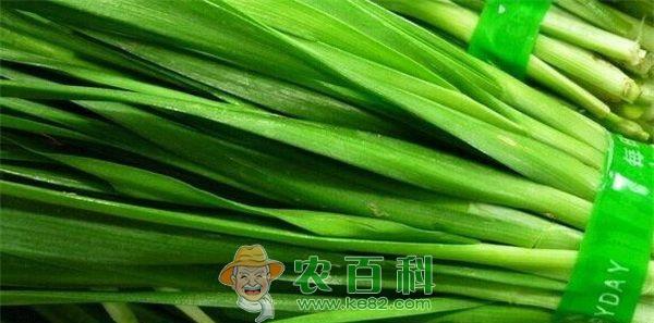 蒜苗 山东伏秋蒜苗种植技术