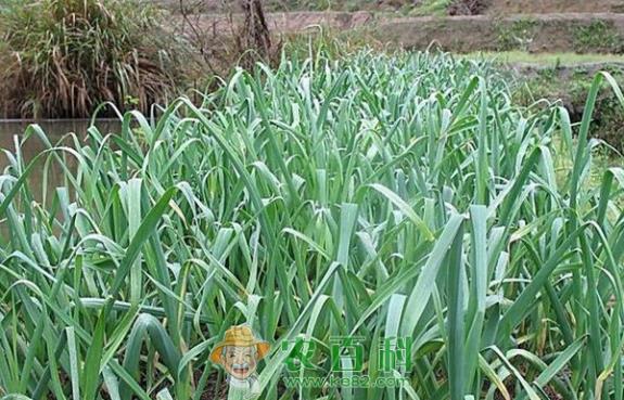 冬春季节大棚蒜苗种植方法