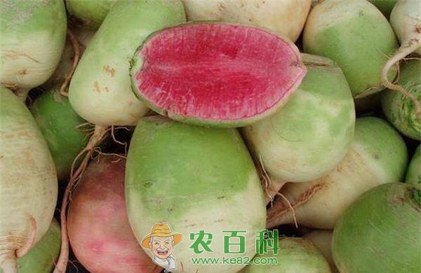 心里美萝卜软腐病