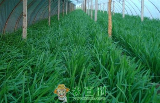 山东河东区强化韭菜产品质量安全监管 土客网网 山东河东区强化韭菜产品质量安全监管