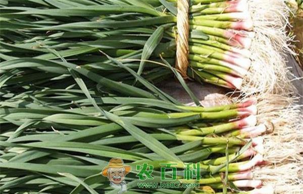 湟源县蒜苗面临增产不增收的局面
