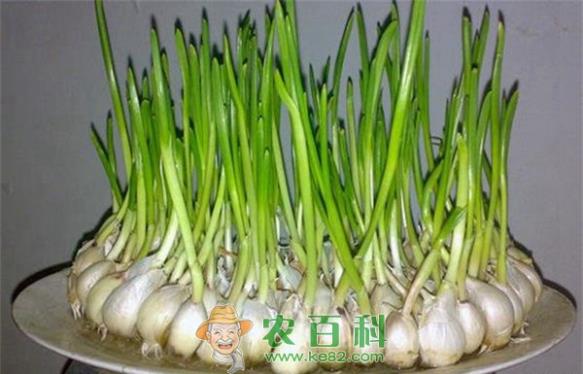 温室青蒜苗种植技术 温室青蒜苗种植技术