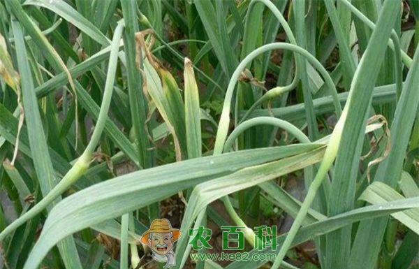 冬季栽培蒜苔要点