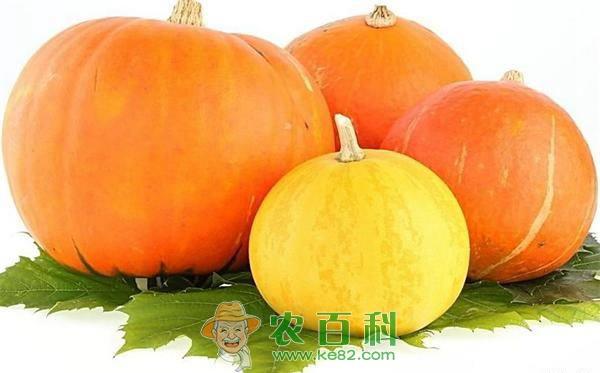 糖尿病患者能吃南瓜吗? 土客网网 糖尿病患者能吃南瓜吗?