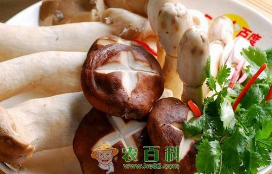 甘肃30万袋香菇陆续出菇上市