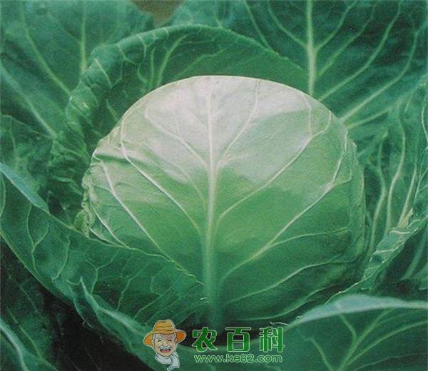 甘蓝 甘蓝栽培技术