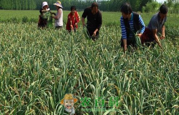 蒜苗 汉源蒜苗绿油油 价格翻番有盼头