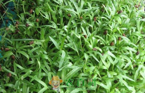 豆芽--土客网网 防止豆芽烧根烂缸注意事项