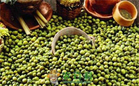 绿豆黄豆等小杂粮价格低于去年同期