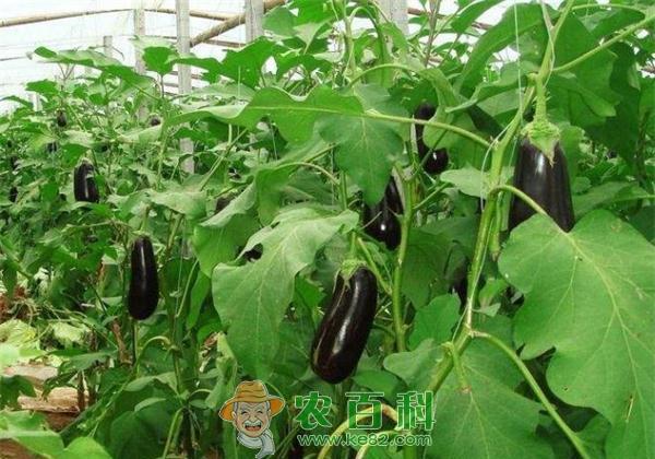茄子如何修剪保产量 茄子如何修剪保产量