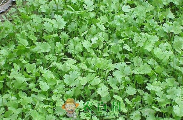 香菜延期采收要点 香菜延期采收要点