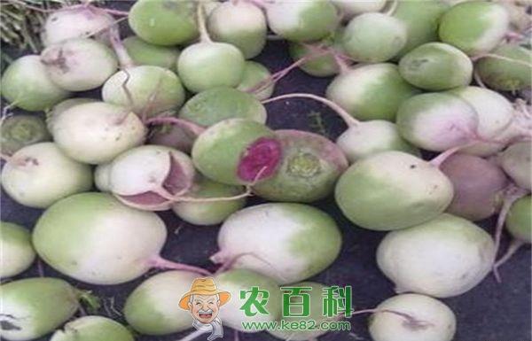 心里美萝卜为什么长裂