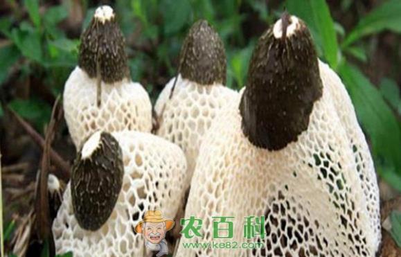 “菌种皇后”竹荪在镇巴试种成功
