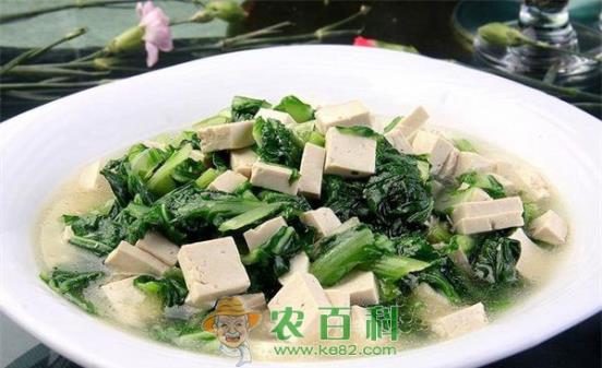 小白菜 小白菜虫害之小白菜菜蛾