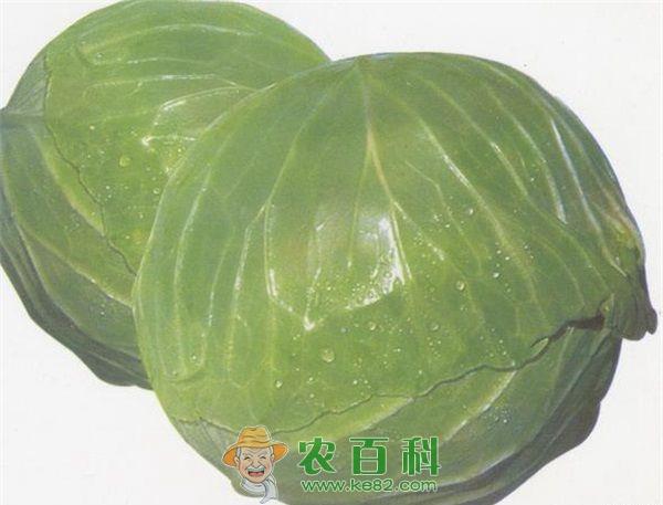 甘蓝 甘蓝贮藏要点