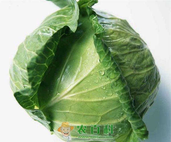 卷心菜 卷心菜粥的功效与作用