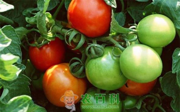 圣女果种植的环境要求