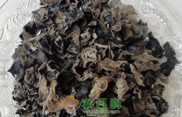假木耳的分辨方法