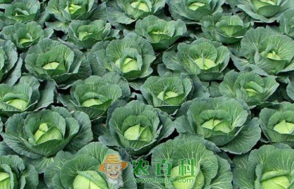 卷心菜秋季育苗技术