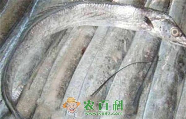 东海现捕的野生带鱼，每条3.8元