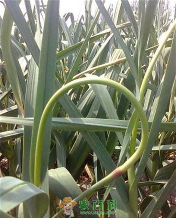 极早熟蒜苔高效栽培