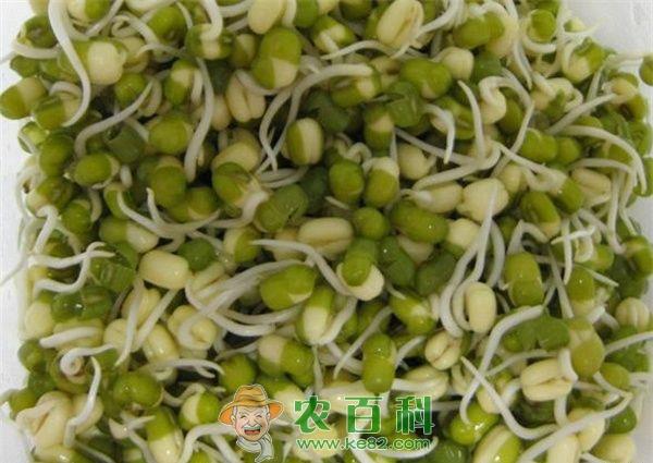 初秋食用绿豆芽除热毒 土客网网 初秋食用绿豆芽除热毒