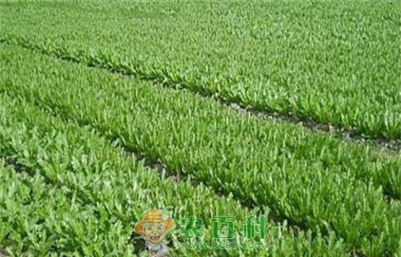 冬种雪里红种植要点 冬种雪里红种植要点