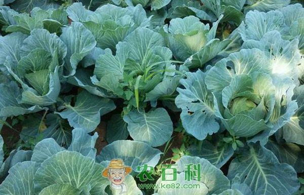 甘蓝反季节种植技术 甘蓝反季节种植技术